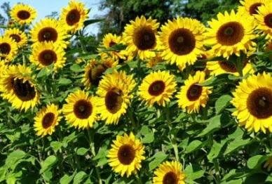 Non GMO Bulk Mammoth Grey Stripe Sunflower Seeds- Helianthus annuus (25 Lbs)