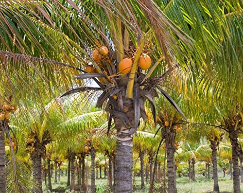Food to Live Organic Brown Coconut Sugar, 15 Pounds ??Non-GMO, Pure Palm Sugar, Kosher, Vegan, Fair