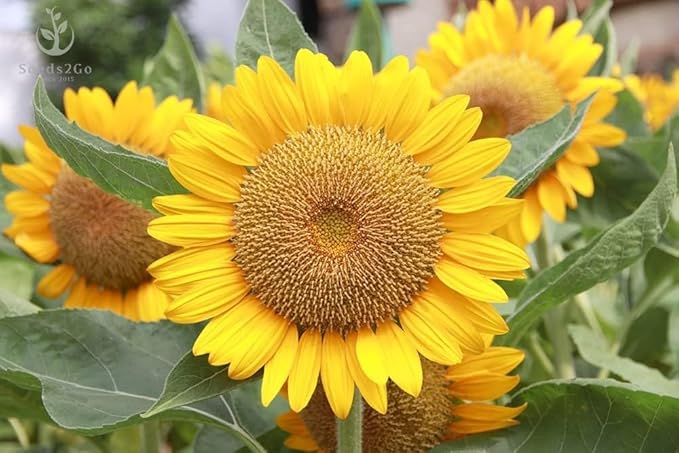 Mammoth Grey Stripe Sunflower Seeds- Helianthus annuus - Pack of 500 Seeds by Seeds2Go