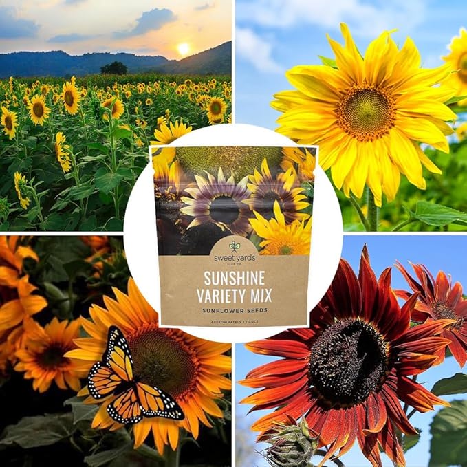 SWEET YARDS Sunflower Variety Mix 10 Types of Beautiful Sunflowers - Bulk 1 Ounce Packet - Open