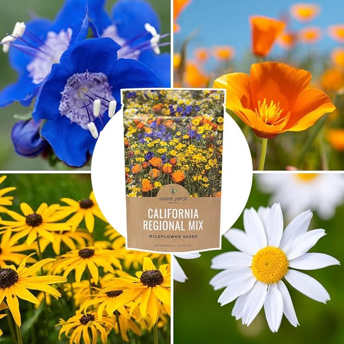 California Wildflower Mixture - Bulk 1/4 Pound Bag - Over 30,000 Native Seeds - Open Pollinated and