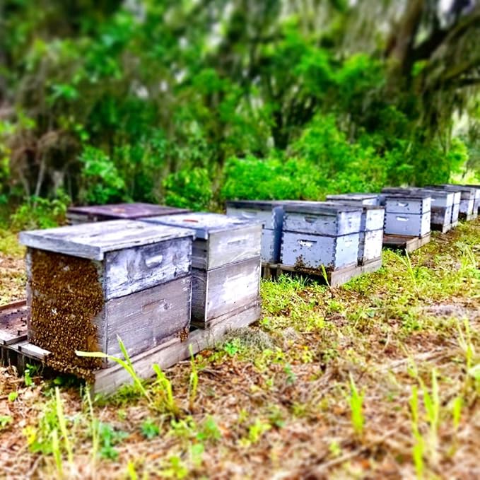 Orchard Pond Tupelo Honey - Rare Harvest from White Ogeechee Tupelo Trees, Handcrafted in North