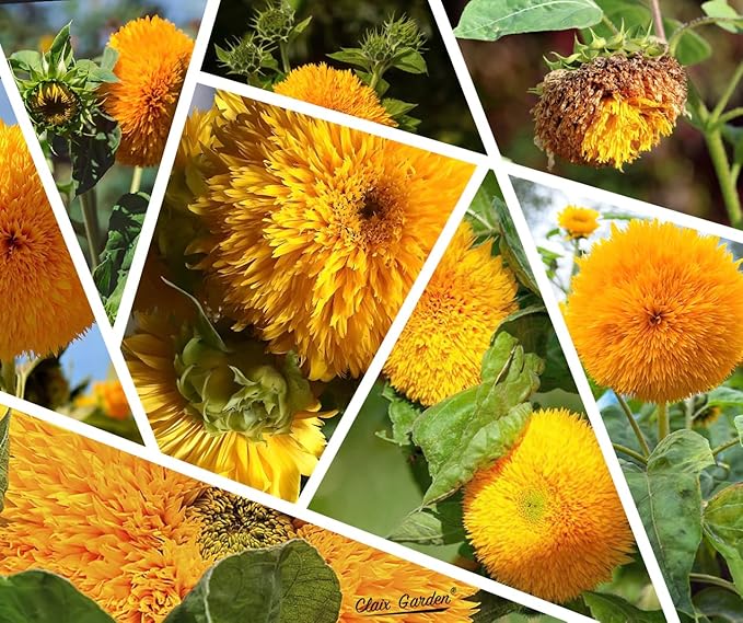 Sunflower Seeds - Giant Teddy Bear - 50 Seeds - Heirloom, Non-GMO, USA Grown, Excellent for