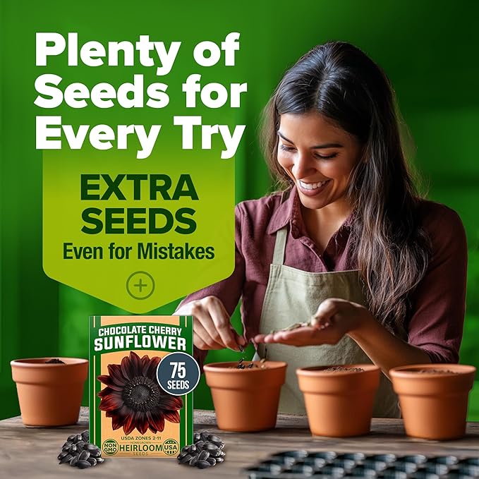 HOME GROWN Chocolate Cherry Sunflower Seeds β 75 π‘π’π‘-ππ π’ π¨π¦π Heirloom Seeds for Planting