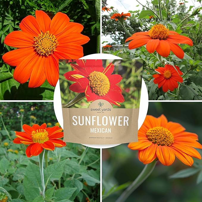 Mexican Sunflower Seeds – Extra Large Packet – Over 2,500 Open Pollinated Non-GMO Wildflower Seeds