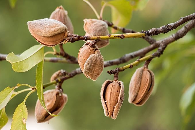 Food to Live Dry Roasted California Almonds with Himalayan Salt, 8 Ounces Oven Roasted, Lightly