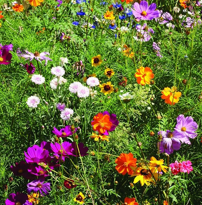 Bentley Seed Co. Thank You Packet - Pollinator Flower Mix - 25 Seed Packets - Perfect Eco-Friendly