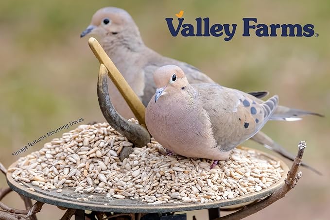 Valley Farms Whole Sunflower Hearts for Birds (40 LB) No Mess Bird Seed for Outside Feeders