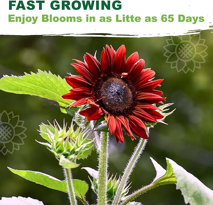 TKE Farms & Gardens - Chocolate Cherry Sunflower Seeds for Planting, 50+ Heirloom Non-GMO Seeds