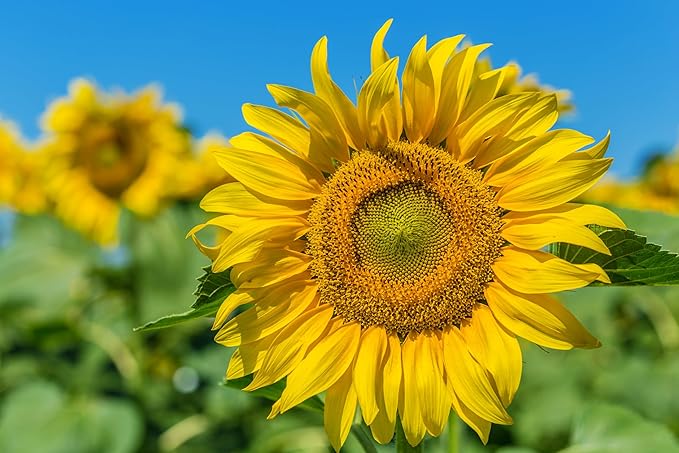TKE Farms & Gardens - Mammoth Sunflower Seeds for Planting, 100+ Non-GMO Heirloom Seeds, Grow