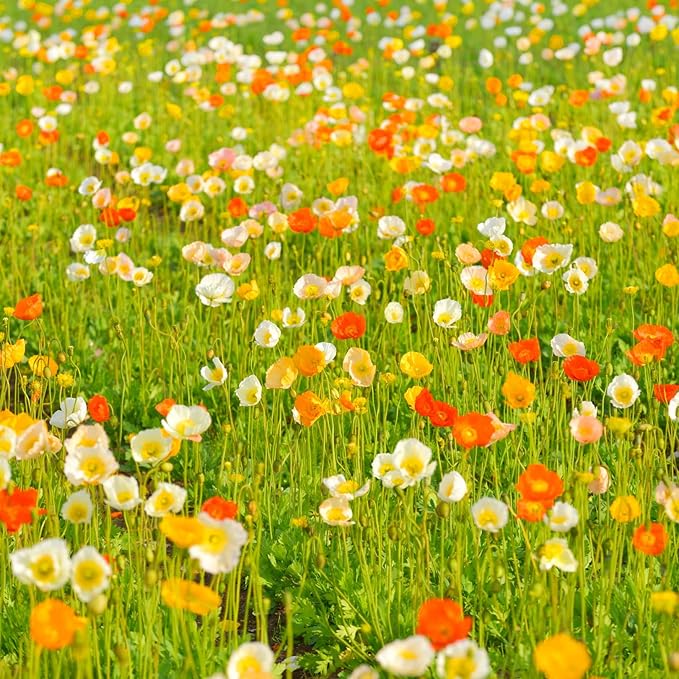 Iceland Poppy (Papaver Nudicaule) – 34,700 Non-GMO Seeds | Easy-to-Grow Pollinator-Friendly