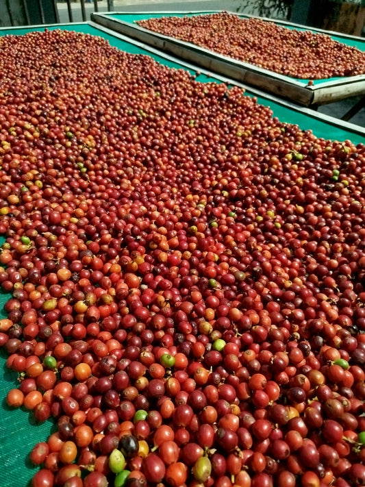 Washed vs Natural Coffee: How Processing Shapes Flavor