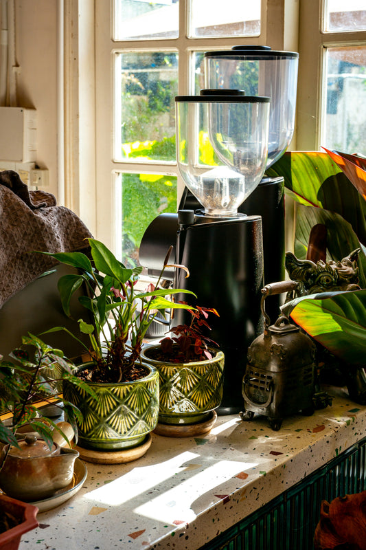 Coffee grinder on a sunny windowsill among potted plants