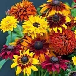 Non GMO Bulk Sunny - Sunflower Seed Mix 2,250 Seeds 10 Species of Wildflower Seeds Helianthus