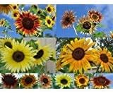 Non GMO Bulk Sunny - Sunflower Seed Mix 2,250 Seeds 10 Species of Wildflower Seeds Helianthus