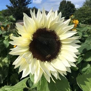 Park Seed ProCut White Nite Sunflower Seeds – Creamy Petals with Dark Centers, Easy to Grow Spring
