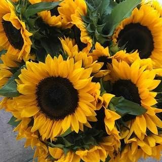 Park Seed ProCut Horizon Sunflower Seeds – Fast-Growing Annuals, Bright Yellow 4-Inch Blooms with
