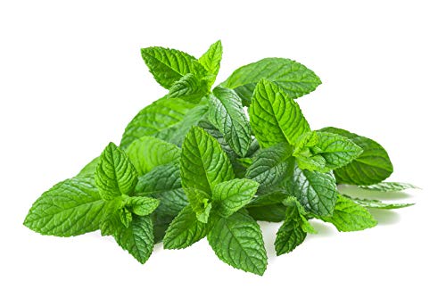 US Organic 100% Pure Spearmint Essential Oil - USDA Certified Organic, Steam Distilled - W/Euro