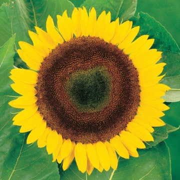 Park Seed Giganteus Sunflower Seeds – Giant 12-Inch Blooms with Seed-Rich Centers on 10-Foot Tall