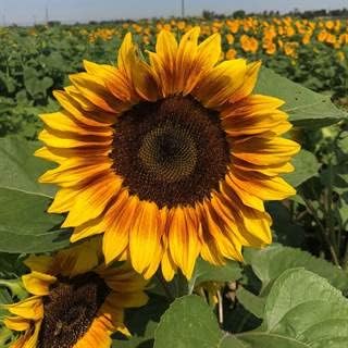 Park Seed ProCut Bi-Colour Sunflower Seeds – Mahogany Red Petals with Yellow Tips, Easy to Grow