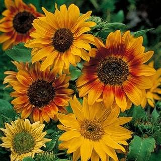 Park Seed Autumn Time Sunflower Seeds – Fall-Color Blend with Solid & Bicolor Blooms, Easy to Grow