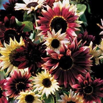 Park Seed Razzmatazz Mix Sunflower Seeds – Exotic Multicolor Blooms in Red, White, and Mahogany
