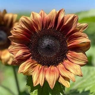 Park Seed ProCut Plum Sunflower Seeds – Muted Plum Blooms with Creamy Tips, Easy to Grow Spring