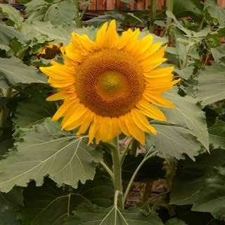 Park Seed 'Incredible' Dwarf Sunflower Seeds – Compact Plants with Giant 9-Inch Yellow Blooms, Easy
