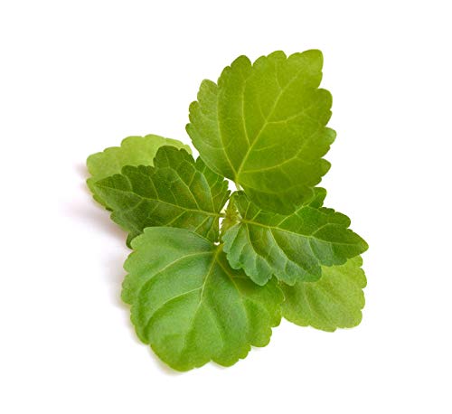 US Organic 100% Pure Patchouli Essential Oil - USDA Certified Organic, Steam Distilled - W/Euro