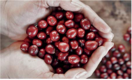 Bristot Buongusto Italian Espresso Coffee Beans ??Whole Bean, Medium Roast, Low Acid ??2.2 lb (1kg)