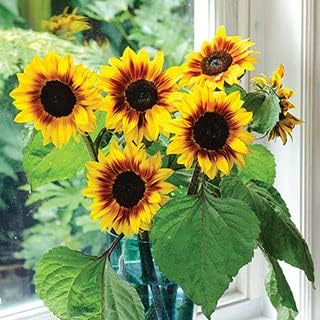 Park Seed 'Helios Flame' Hybrid Sunflower Seeds – Golden Yellow Bicolor Blooms with Mahogany Rings