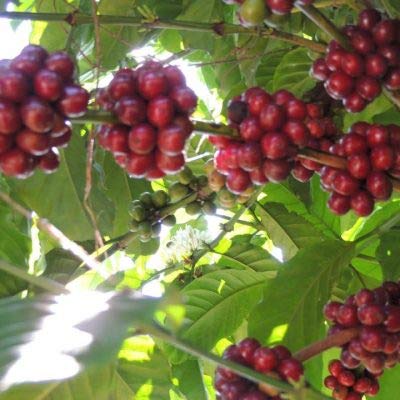 2lb Fair Trade Organic Certified Guatemalan Whole Bean Medium Roast Coffee, 100% Arabica Specialty
