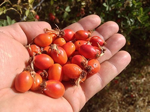 US Organic Rosehip Seed Oil, USDA Certified Organic, Cold Pressed, Virgin Organic, Amber Glass