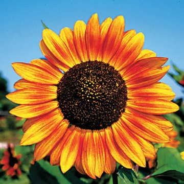 Park Seed Velvet Queen Sunflower Seeds – 8-Inch Multicolor Blooms in Shades of Yellow, Orange, and