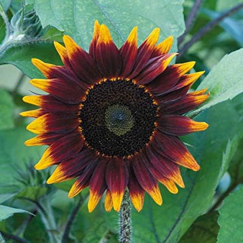 Park Seed Shock o LAT Sunflower Seeds – Exclusive Chocolate Brown Blooms with Gold Tips