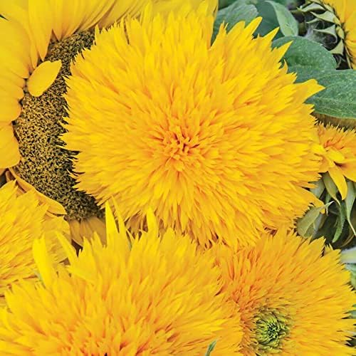 Park Seed Giant Teddy Bear Sunflower Seeds – 8-Inch Fluffy Double Blooms, Easy to Grow Spring