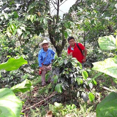 2lb Fair Trade Organic Certified Guatemalan Whole Bean Medium Roast Coffee, 100% Arabica Specialty