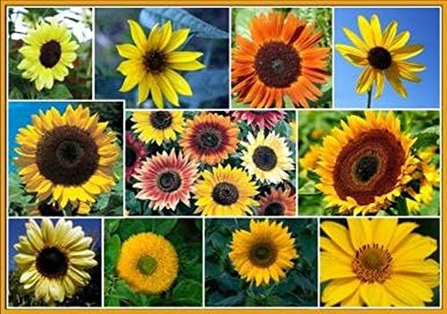Dirt Goddess Super Seeds Sunny - Sunflower Seed Mix 2,250 Seeds 10 Species of Wildflower Seeds
