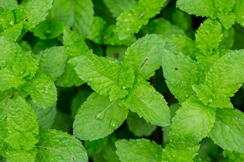 US Organic 100% Pure Peppermint Essential Oil - USDA Certified Organic - 15 ml Pack of 2