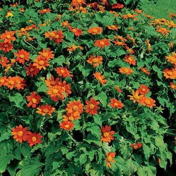 Park Seed Fiesta del Sol Mexican Sunflower Seeds – AAS-Winning Dwarf Variety with Masses of Deep