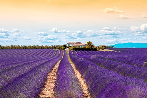 US Organic 100% Pure Lavender Essential Oil, Directly sourced from Bulgaria, USDA Certified