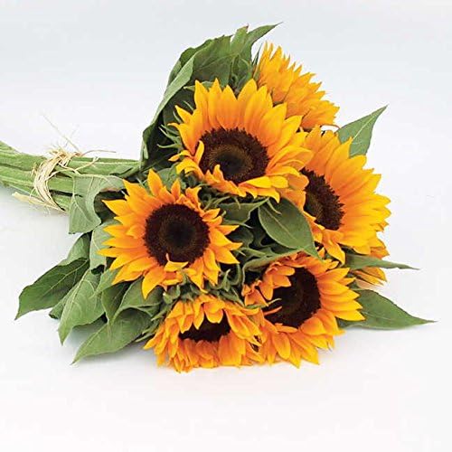 Park Seed Zohar Organic Sunflower Seeds – Pollen-Free Single-Stem Blooms for Cutting Gardens and