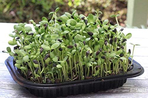 Nature Jims Sprouts Sunflower Seed - Certified Organic Black Oil Sunflower Sprouts for Soups - Raw