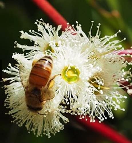 Jarrah Honey TA 30+ - 250 g / 8.8 oz Jarrah Honey is nectar gathered by bees from the flowers of