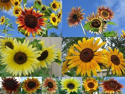 Non GMO Bulk Sunny - Sunflower Seed Mix 2,250 Seeds 10 Species of Wildflower Seeds Helianthus