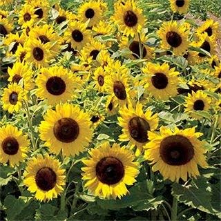 Dirt Goddess Super Seeds ~ Dwarf Sunspot Sunflower Seeds (1/2 Lb) (Helianthus Annuus) Non GMO