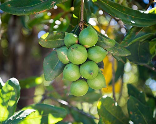 Food to Live Organic Whole Macadamia Nuts, 1 Pound – Non-GMO, Raw, Shelled, Unsalted, Kosher