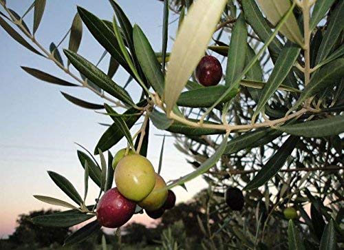 Texas Hill Country Olive Co Terra Verde Extra Virgin Olive Oil - Cold Pressed EVOO Gourmet Olive