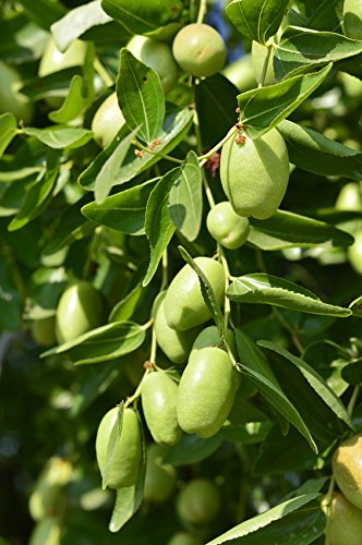 US Organic Jojoba Oil, USDA Certified Organic,100% Pure & Natural, Cold Pressed Virgin, Unrefined