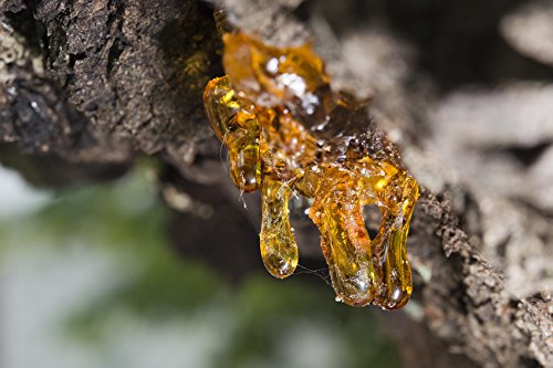 US Organic 100% Pure Frankincense Essential Oil, USDA Certified Organic, Steam Distilled, Boswellia